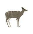 female lesser kudu seen in side view - flat vector image vector image