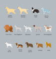 dog breeds set large and medium size vector image vector image
