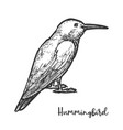 sketch hummingbird or hand drawn colibri bird vector image
