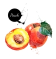 hand drawn watercolor painting peach on white vector image