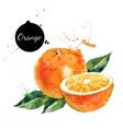 hand drawn watercolor painting orange on white vector image vector image