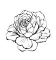 ranunculus rose peony dahlia camellia vector image