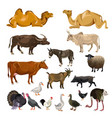 farm animals set vector image