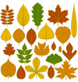 set of tree leaves vector image