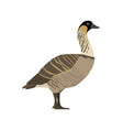 branta sandvicensis - nene - side view - flat vector image vector image