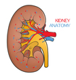 Renal system and kidney stones Royalty Free Vector Image