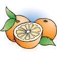 oranges sketch vector image vector image