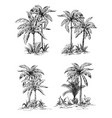 set tropical palm trees with leaves vector image