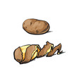 sketch raw potato set isolated vector image vector image