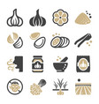 garlic icon vector image