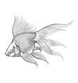 goldfish vintage sketch vector image vector image