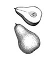 ink sketch pear vector image