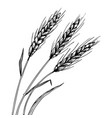 wheat ear spikelet engraving vector image