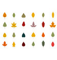 collection beautiful colorful autumn leaves vector image vector image