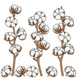 set of color with cotton branches vector image