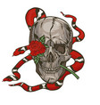 skull with a milk snake and rose graphics vector image vector image