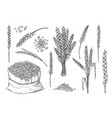 sketch wheat set isolated on white background vector image
