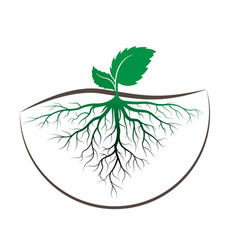 sprout tree with root vector image vector image