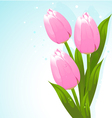 bunch of tulips vector image
