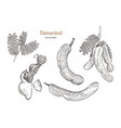 tamarind hand draw sketch vector image