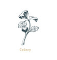 celery sketch drawn spice herb botanical vector image