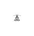 elephant hawk moth mandala vector image