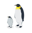 isometric penguin king penguin with chick vector image
