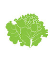leaf salad vector image vector image