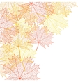 autumn macro leaf of maple background vector image
