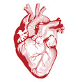 anatomical medical human heart organ vector image