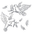 doves or pigeons with olive branch twig in beak vector image