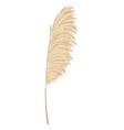 pampas grass branches dry feathery head plumes vector image vector image