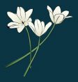 spring flowers vector image vector image