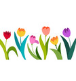 color tulips isolated on white background vector image