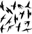 swallow vector image