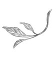 branch bush or plant shrubs with leaves vector image vector image