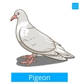 pigeon learn birds educational game vector image