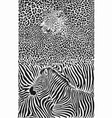 zebra and leopard black white background vector image vector image