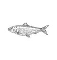 herring hand drawn abstract vector image