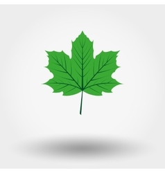 Green maple leaf Royalty Free Vector Image - VectorStock
