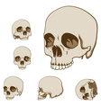 human skulls set vector image vector image
