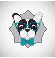 animal design french bull dog icon isolated vector image