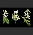 set of citrus flower branches of orange lemon vector image