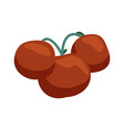 tomatoes flat vector image vector image