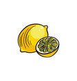 drawing lemon at white background vector image vector image