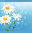 White daisy flowers on a blue background Vector Image