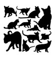 cute burmese cat animal silhouettes vector image
