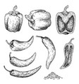 pepper drawing isolated on white background vector image