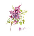 watercolor lilac flower vector image