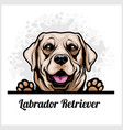 color dog head labrador retriever breed on white vector image